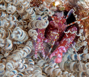 Welcome to my Nightmare....
Red Snapping shrimp
Alpheus... by John Roach 